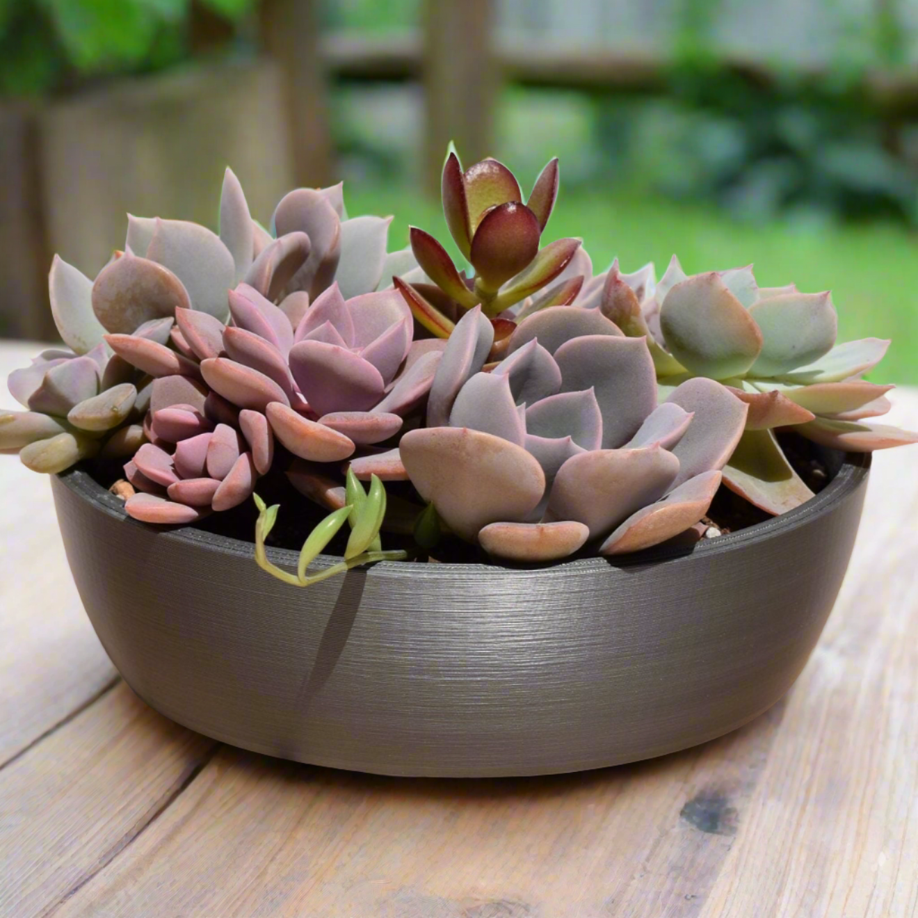 succulent arrangements in small pots Small Round Shallow Succulent or Bonsai Planter, 6-inch Pot, Multiple – GLU3D Prints