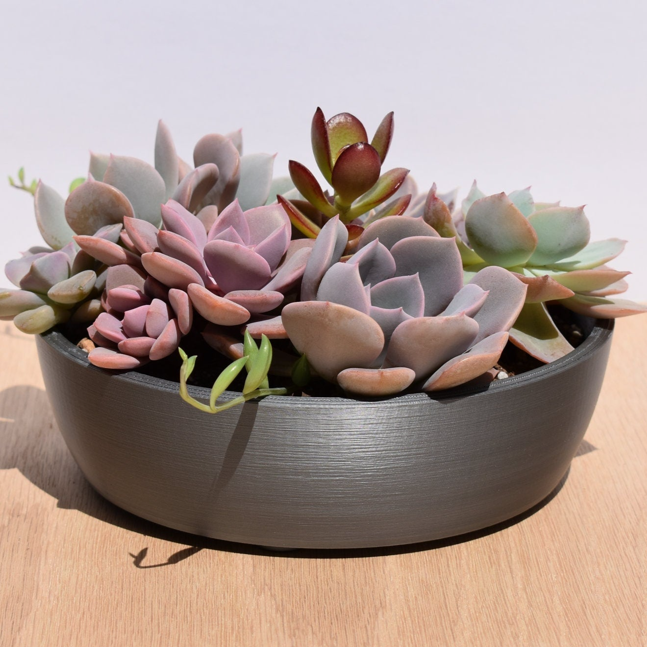 Small Round Shallow Succulent or Bonsai Planter, 6-inch Pot, Multiple Color Options, Indoor/Outdoor