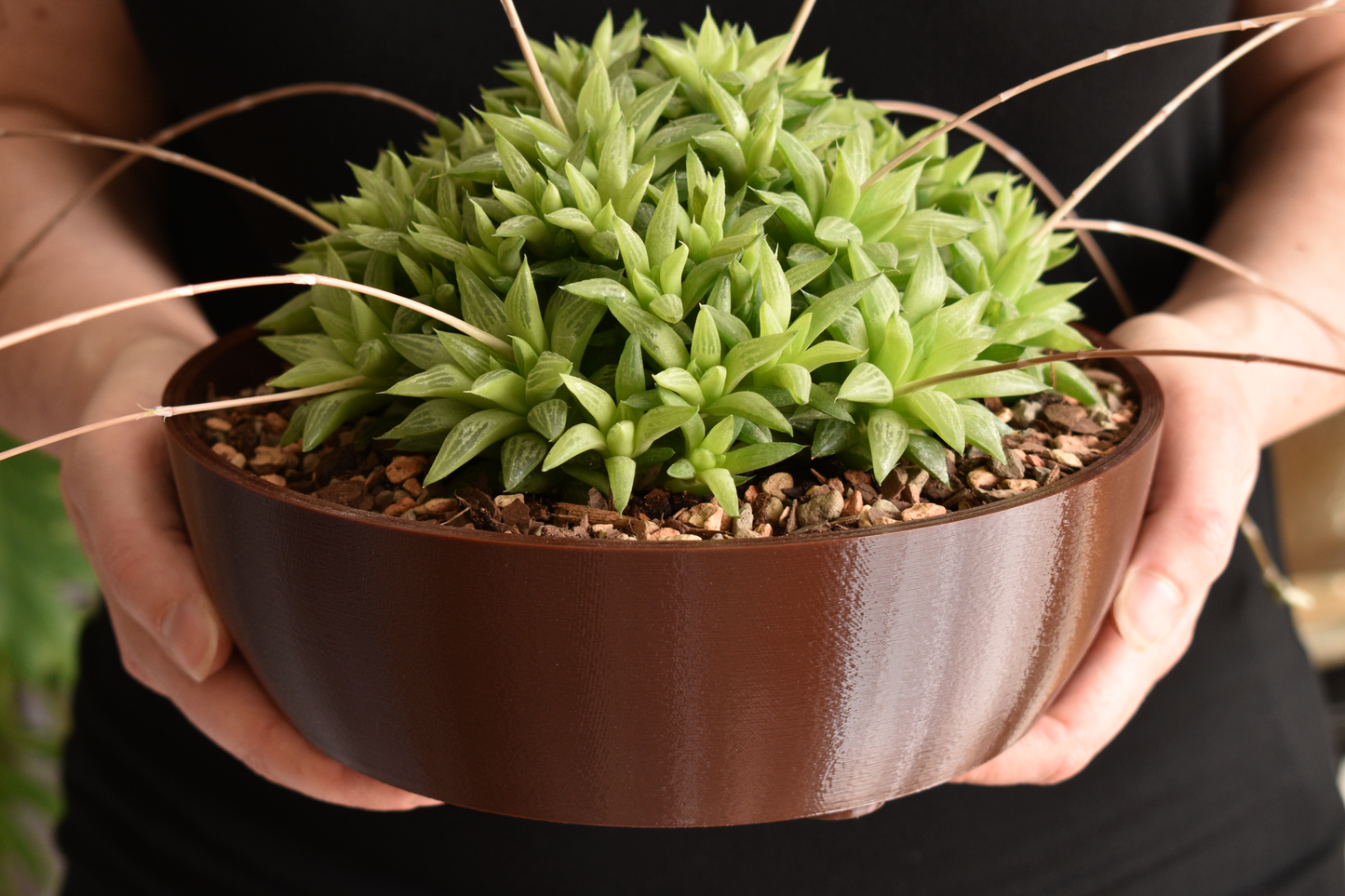 8-inch Round Shallow Succulent Planter with Drainage, Optional Drip Tray, Outdoor Safe, 30+ colors