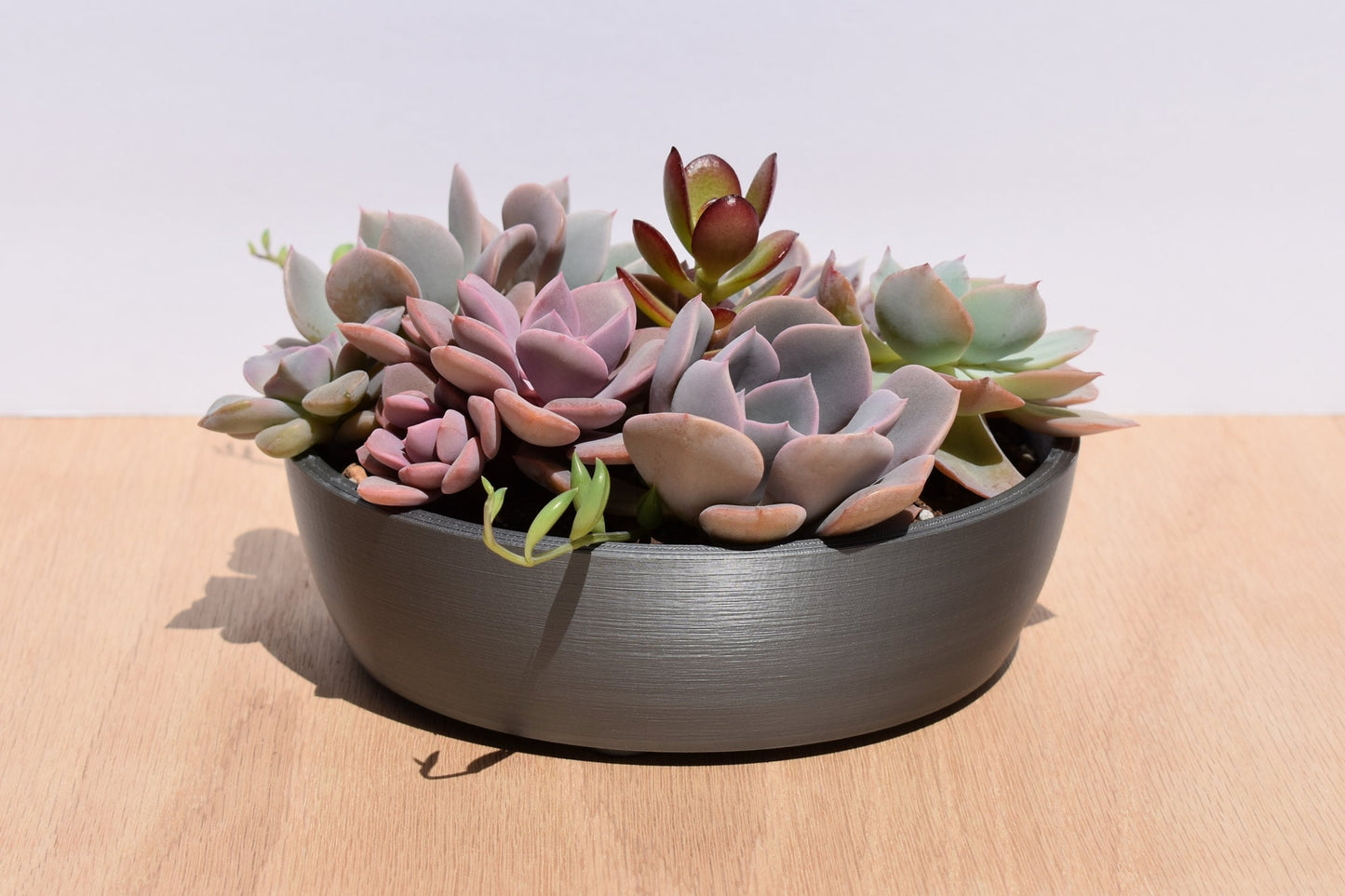 6-inch Round Shallow Succulent Planter with Drainage, Indoors or Out, Optional Drip Tray